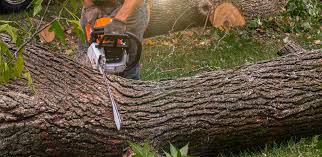 How Our Tree Care Process Works  in  Edgewater, NJ